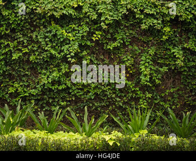 Recinzione con il verde delle vigne foto scattata a Semarang Indonesia Foto Stock