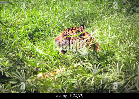 Tigre di Sumatran (Panthera tigris sumatrae) che si stese negli spessi. Foto Stock