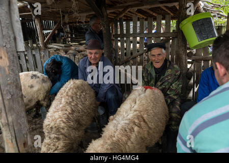 Brezovica, Serbia - 12 Maggio 2016: la mungitura di ovini in Brezovica sulla casa di montagna Foto Stock