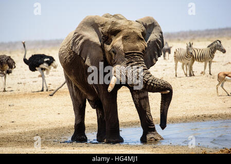 Bull Elephant appoggiata dalla waterhole Foto Stock