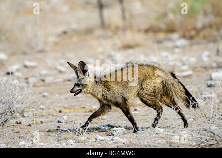 Close up di un bat eared Fox Foto Stock