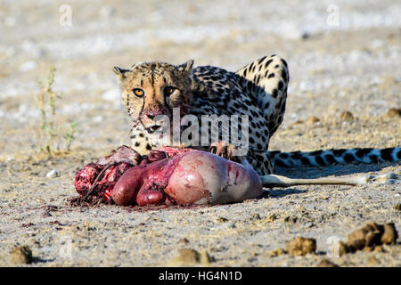 Cheetah godendo il suo pasto Foto Stock