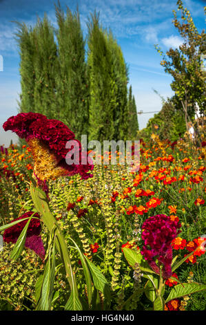 Giardini del Palacio de Generalife, parte dell'Alhambra di Granada, Andalusia, Spagna Foto Stock