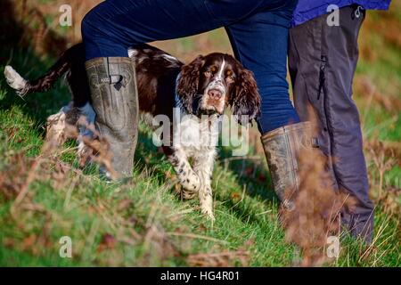 Una Springer Spaniel cucciolo in esecuzione in e fuori dei proprietari gambe durante le passeggiate sulla collina verde su un soleggiato inverni giorno. Foto Stock