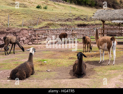 Indio peruviano degli animali a Awana Kancha Foto Stock