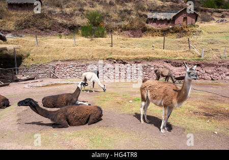 Indio peruviano degli animali a Awana Kancha Foto Stock