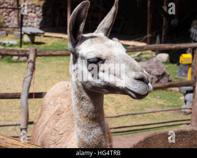 Indio peruviano degli animali a Awana Kancha Foto Stock