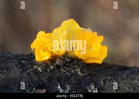 Golden jelly fungo noto anche come cervello giallo Foto Stock