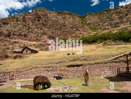 Indio peruviano degli animali a Awana Kancha Foto Stock