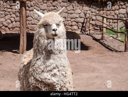 Indio peruviano degli animali a Awana Kancha Foto Stock