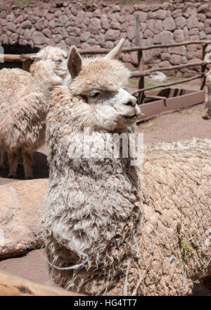 Indio peruviano degli animali a Awana Kancha Foto Stock