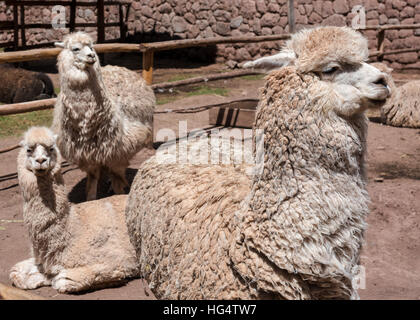 Indio peruviano degli animali a Awana Kancha Foto Stock