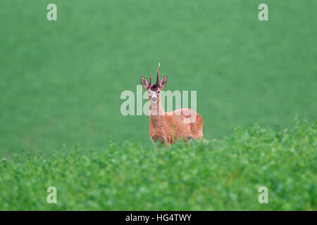 Il capriolo (Capreolus capreolus) buck con corna deformata in campo in estate Foto Stock