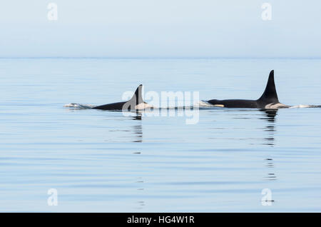 Il Salish mare residente meridionale orcas, J-Pod, Granny (J-2), Onyx (L-87). J-2 è stato stimato in oltre cento anni quando morì nell'inverno del 2016. Foto Stock