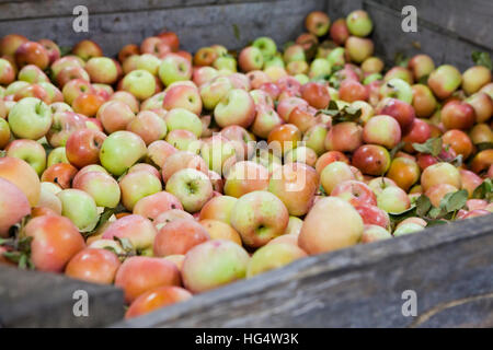 Appena raccolto le mele in bin in apple orchard - Pennsylvania USA Foto Stock