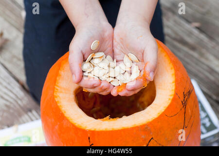 Bambino rimuovendo i semi di una zucca - USA Foto Stock