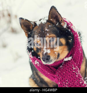 Ritratto di un cane con sciarpa lavorata a maglia legata intorno al collo a piedi nella bufera di neve nella foresta Foto Stock