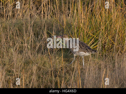 Eurasian Curlew, Numenius arquata, adulto, in erba lunga con polpa di granchio, Morecambe Bay, Lancashire, Inghilterra, Regno Unito Foto Stock