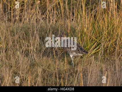 Eurasian Curlew, Numenius arquata, adulto, in erba lunga con polpa di granchio, Morecambe Bay, Lancashire, Inghilterra, Regno Unito Foto Stock