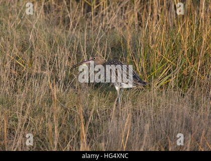 Eurasian Curlew, Numenius arquata, adulto, in erba lunga con polpa di granchio, Morecambe Bay, Lancashire, Inghilterra, Regno Unito Foto Stock