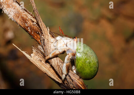 Close up di un granchio eremita con il verde va a passo di lumaca Guscio in habitat naturale Parco Nazionale Masoala rainforest, Madagascar la fauna selvatica e la natura selvaggia Foto Stock