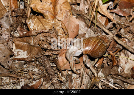 In prossimità di un grande granchio eremita con guscio di lumaca in habitat naturale Farankaraina Parco Nazionale di foresta pluviale del Madagascar la fauna selvatica e la natura selvaggia Foto Stock