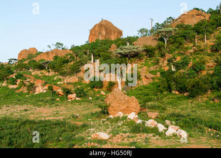 Valley con dragon alberi nelle montagne al centro dell isola di Socotra, Yemen Foto Stock