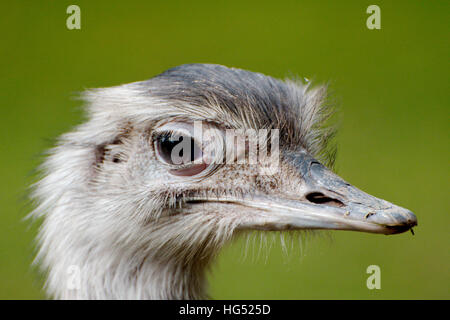 Chiudere fino ad un maggiore rhea in un parco Foto Stock