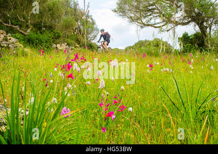 Ciclista passa una patch di orchidee e altri fiori di primavera a est di Cala Galdana sul Cami de Cavalls strada intorno a Menorca Foto Stock