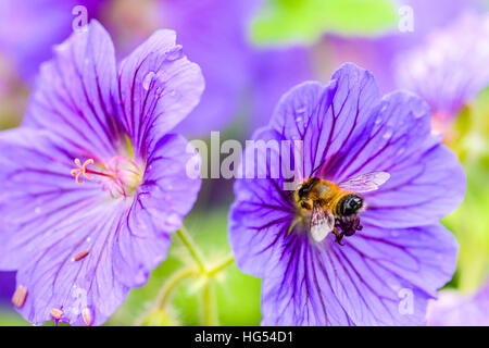 Il miele-bee (Apis mellifera) sul prato cranesbill (Geranium pratense) fiore Edimburgo in Scozia Foto Stock