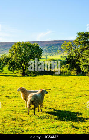Pecore vicino a Chipping a voce alta valle nella foresta di Bowland Lancashire guardando verso Longridge cadde Foto Stock