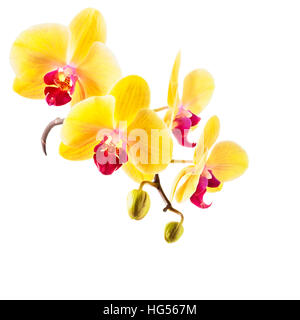 Orchidea Gialla fiori isolati su sfondo bianco. Ramo di orchidee con boccioli. Percorso di clipping incluso Foto Stock