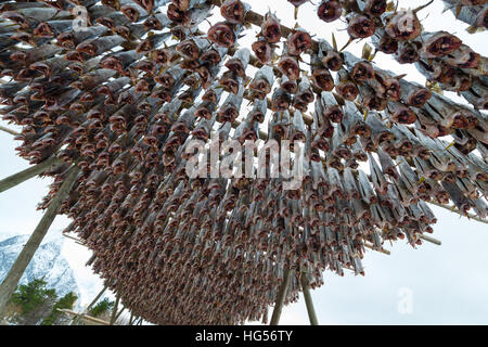 Cod industria del pesce in Lofoten, Norvegia Foto Stock