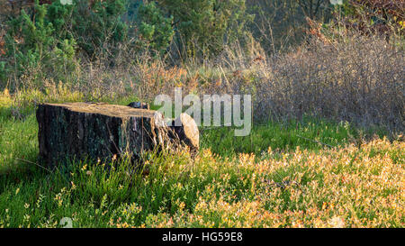 Vecchio albero moncone coperto in un bellissimo tipo di erba Foto Stock