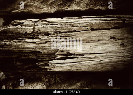 Secco, albero di decomporsi il legno vecchio muro, come sfondo Foto Stock