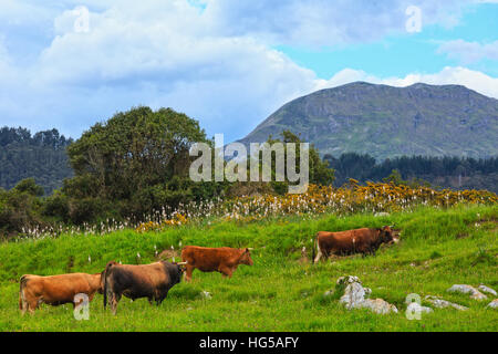 Allevamento di mucche in fioritura estiva hill e rock dietro. Foto Stock