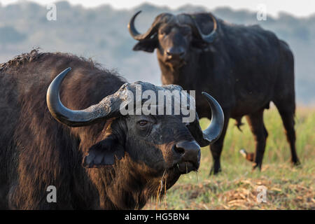 Bufali (Syncerus caffer), il fiume Chobe, Botswana Foto Stock