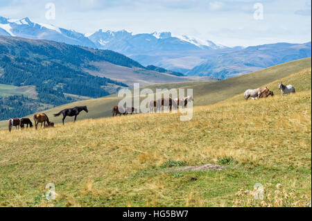 Cavalli, Ile-Alatau National Park, Tien Shan montagne, Assy altopiano, Almaty in Kazakistan e in Asia Centrale, Asia Foto Stock
