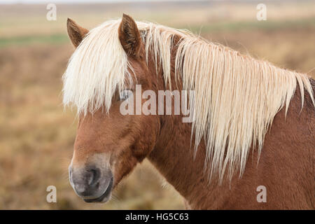 Cavallo islandese, Snaefellsnes peninsula, Islanda, regioni polari Foto Stock