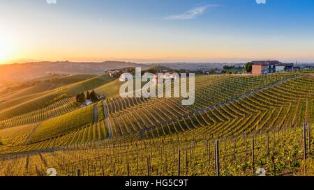 Vigneti a Barbaresco, Piemonte, Italia