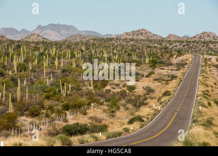 Cardon cactus dalla strada principale verso il basso Baja California, vicino a Loreto, Messico, America del Nord Foto Stock