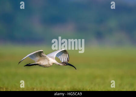 A testa nera ibis in Arugam Bay Lagoon, Sri Lanka ; specie Threskiornis melanocephalus famiglia di Threskiornithidae Foto Stock