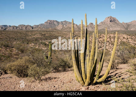 Cardon cactus, vicino a Loreto, Baja California, Messico, America del Nord Foto Stock