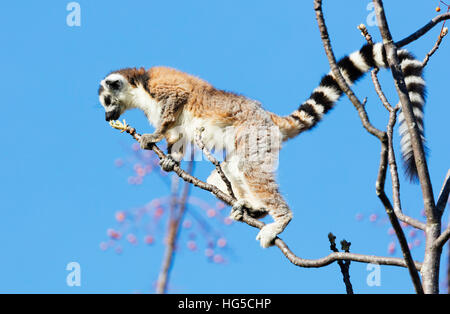 L'anello tailed lemuri (Lemur catta), Anja Riserva, Ambalavao, zona centrale Foto Stock