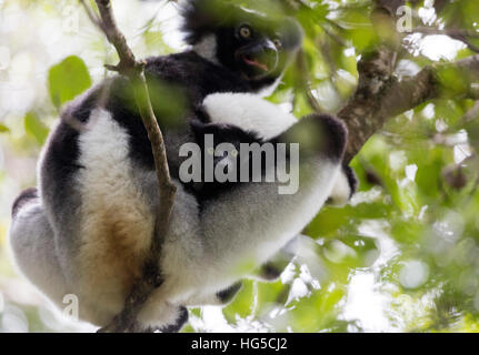 Urlando lemure Indri Indri (Indri Indri), Analamazaotra speciale riserva Andasibe, zona centrale Foto Stock