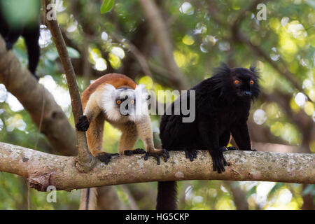 Sacro Baobab, maschio e femmina lemure nero (il Eulemur macaco), Nosy Be Island, area nord Foto Stock