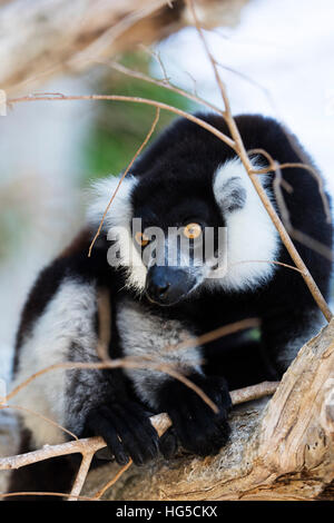 Maschio nero-e-bianco lemure ruffed (Varecia variegata), Nosy Iranja l area settentrionale Foto Stock