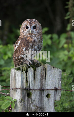 Allocco (Strix aluco), captive, Regno Unito Foto Stock