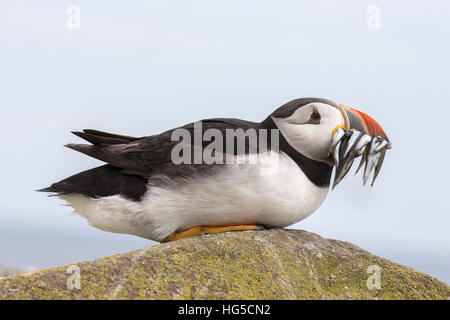 Puffin (Fratercula arctica) con il cicerello, farne Islands, Northumberland, England, Regno Unito Foto Stock