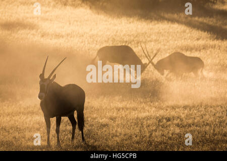 Gemsbok (Oryx gazella), Kgalagadi Parco transfrontaliero Foto Stock